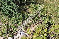 Portulacaria afra (Portulacaria afra Jacq., Crassula portulacaria L.)