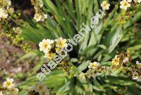 Sisyrinchium striatum Sm. (Phaiophleps nigricans (Phil.) Fost., Bermudiana, Badil lutescens Lodd., Moraea)