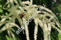 Aruncus vulgaris Rafin. (Aruncus sylvestris Kostel., Aruncus dioicus (Walt.) Fern., Spiraea aruncus L.)