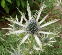 Eryngium variifolium Coss. (Eryngium dichotomum var. ficariifolium Ball)