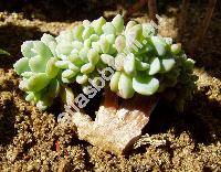 Echeveria elegans 'Cristata'