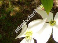 Cynoxylon floridum (L.) Jacks. (Cornus florida L., Benthamia florida (L.) Nakai, Benthamidia florida (L.) Spach, Cynoxylon floridum (L.) Britt. et Shaf.)