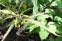 Solanum laciniatum Ait. (Solanum aviculare var. laciniatum (Ait.) Dom.)