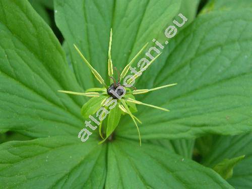 Paris quadrifolia L. (Paris obovata Ledeb.)