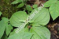 Paris quadrifolia L. (Paris obovata Ledeb.)
