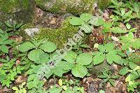 Paris quadrifolia L. (Paris obovata Ledeb.)