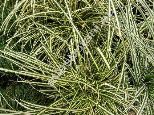 Carex 'Evergold' (Carex oshimensis Nakai, Carex oshimensis f. variegata)
