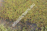 Potamogeton natans L.