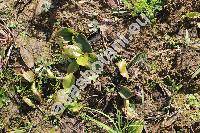 Potamogeton natans L.