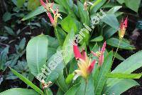Heliconia psittacorum L. (Heliconia humilis (Aubl.) Jacq., Bihai humilis (Aubl.) Griggs, Musa humilis Aubl.)