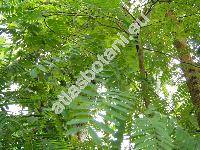 Tamarindus indica L.