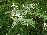 Tamarindus indica L.