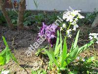 Iris pumila L. (Iris pumila subsp. pumila)