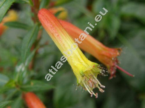 Cuphea micropetala Kunth (Parsonsia micropetala (Kunth) Hichc.)