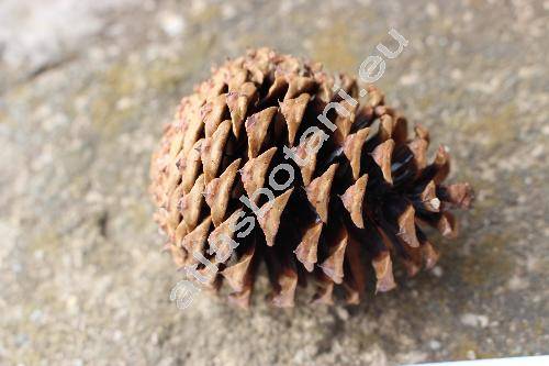 Pinus ponderosa Dougl. et C. Lawson