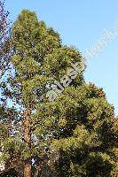 Pinus ponderosa Dougl. et C. Lawson