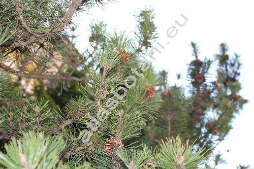 Pinus rotundata Link (Pinus uncinata var. rotundata, Pinus rotundata auct., Pinus uliginosa Neum., Pinus mugo subsp. rotundata)