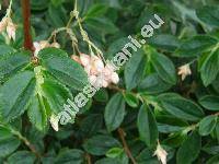 Begonia fuchsoides Hook. (Begonia fuchsoides var. miniata (Planch. et Lind.) DC.)