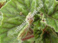 Begonia incarnata Link et Otto (Begonia metallica Smith.)