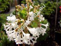 Viburnum bodnantense 'Charles Lamont' (Viburnum farreri x Viburnum grandiflorum)