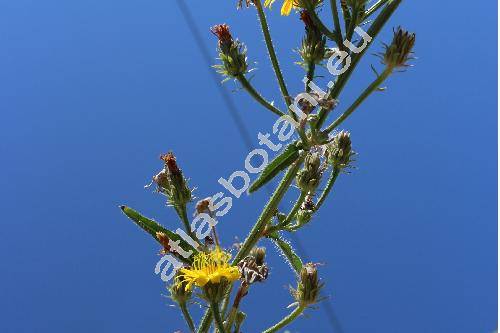 Picris hieracioides L. (Picris hieracioides agg.)
