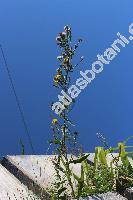 Picris hieracioides L. (Picris hieracioides agg.)