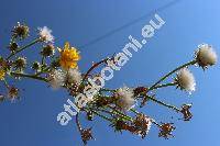 Picris hieracioides L. (Picris hieracioides agg.)