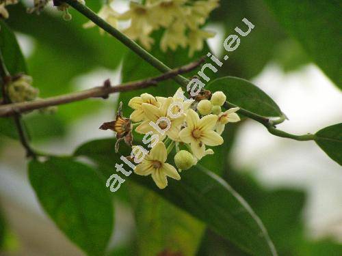 Cola acuminata Schott et Endl.