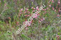 Prunus tenella Batsch (Amygdalus nana L., Prunus nana (L.) Stok., Amygdalus campestris Bess.)