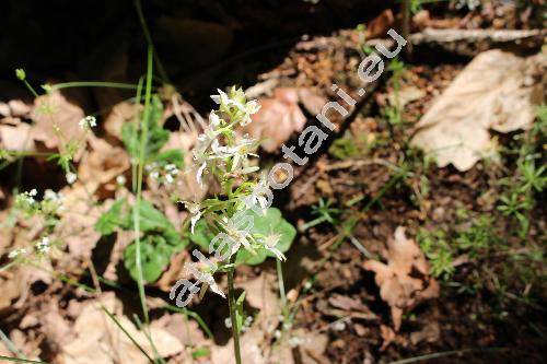 Platanthera bifolia (L.) Rich. (Platanthera bifolia subsp. laxiflora (Drejer) Lojtn., Orchis bifolia L, Gymnadenia bifolia Meyer)