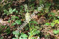 Platanthera bifolia (L.) Rich. (Platanthera bifolia subsp. laxiflora (Drejer) Lojtn., Orchis bifolia L, Gymnadenia bifolia Meyer)