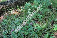 Platanthera bifolia (L.) Rich. (Platanthera bifolia subsp. laxiflora (Drejer) Lojtn., Orchis bifolia L, Gymnadenia bifolia Meyer)