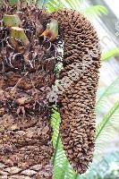 Cycas circinalis (Cycas circinalis L., Cycas rumphii)