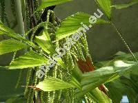Caryota mitis Lour. (Caryota griffithii Becc., Caryota nana Lind., Caryota speciosa Lind., Drymophloeus zippellii Hassk., Thuessinkia speciosa Korth.)