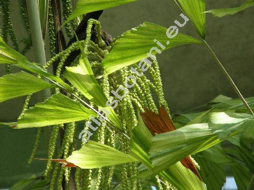 Caryota mitis Lour. (Caryota griffithii Becc., Caryota nana Lind., Caryota speciosa Lind., Drymophloeus zippellii Hassk., Thuessinkia speciosa Korth.)