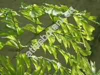 Caryota mitis Lour. (Caryota griffithii Becc., Caryota nana Lind., Caryota speciosa Lind., Drymophloeus zippellii Hassk., Thuessinkia speciosa Korth.)