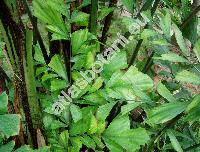 Caryota mitis Lour. (Caryota griffithii Becc., Caryota nana Lind., Caryota speciosa Lind., Drymophloeus zippellii Hassk., Thuessinkia speciosa Korth.)