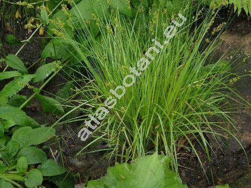 Carex elongata L. (Vignea elongata (L.) Rchb.)