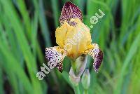 Iris variegata L.
