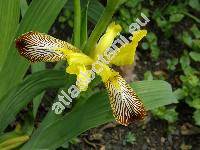 Iris variegata L.