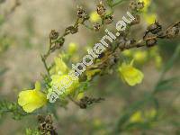 Linaria genistifolia (L.) Mill. (Antirrhinum genistifolium L.)