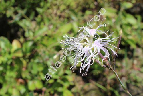 Dianthus superbus L. (Dianthus revolutus Tausch, Plumaria superba (L.) Opiz)