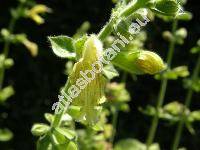 Salvia glutinosa L. (Sclarea glutinosa (L.) Mill.)