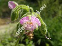 Tinantia erecta (Jacq.) Fenzl (Commelina rosea Schltdl. Tradescantia erecta Jacq.)