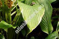Curcuma petiolata Roxb. (Curcuma cordifolia Roxb., Curcuma cordata Wall., Curcuma petiolaris agg.)