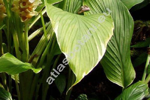 Curcuma petiolata Roxb. (Curcuma cordifolia Roxb., Curcuma cordata Wall., Curcuma petiolaris agg.)