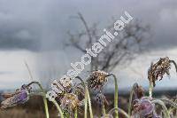 Pulsatilla patens (L.) Mill. (Anemone patens L.)