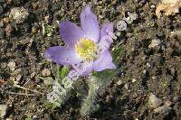 Pulsatilla patens (L.) Mill. (Anemone patens L.)