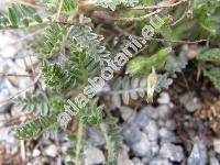 Astragalus siculus Biv.