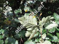 Sorbus intermedia (Ehrh.) Pers. (Sorbus x intermedia)